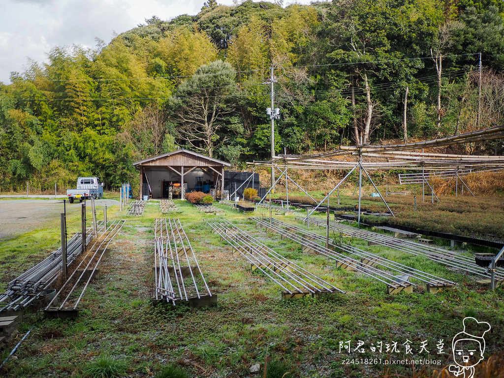 【日本】島根、鳥取十天自由行～來去日本過聖誕&跨年(2)｜隱岐の島－島後｜杳無人煙的絕美秘境｜屋那の松原・舟小屋群｜玉若酢命神社｜八百杉｜淨土之浦海岸｜白島展望台｜油井の池｜壇鏡神社