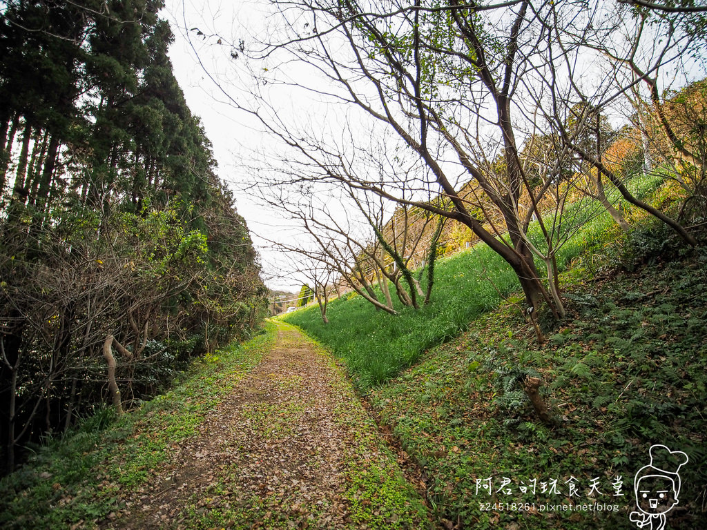 【日本】島根、鳥取十天自由行～來去日本過聖誕&跨年(2)｜隱岐の島－島後｜杳無人煙的絕美秘境｜屋那の松原・舟小屋群｜玉若酢命神社｜八百杉｜淨土之浦海岸｜白島展望台｜油井の池｜壇鏡神社