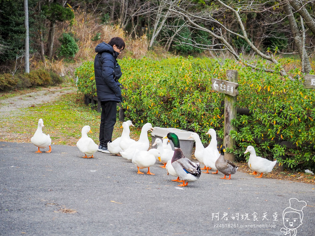 【日本】島根、鳥取十天自由行～來去日本過聖誕&跨年(2)｜隱岐の島－島後｜杳無人煙的絕美秘境｜屋那の松原・舟小屋群｜玉若酢命神社｜八百杉｜淨土之浦海岸｜白島展望台｜油井の池｜壇鏡神社