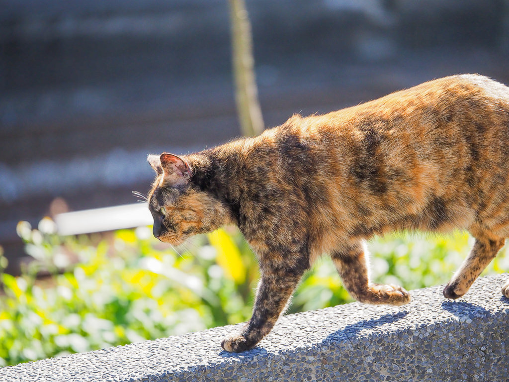 【新北】猴硐貓村半日遊｜貓奴：「難道我來到天堂了嗎？」｜拍貓拍到手軟！｜親子旅遊｜熱門觀光景點