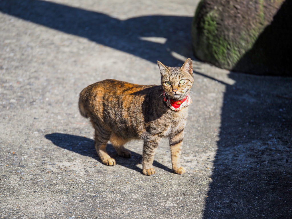 【新北】猴硐貓村半日遊｜貓奴：「難道我來到天堂了嗎？」｜拍貓拍到手軟！｜親子旅遊｜熱門觀光景點