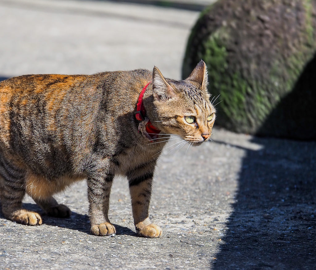 【新北】猴硐貓村半日遊｜貓奴：「難道我來到天堂了嗎？」｜拍貓拍到手軟！｜親子旅遊｜熱門觀光景點