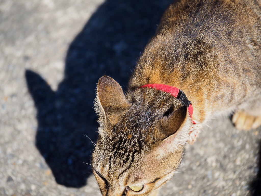 【新北】猴硐貓村半日遊｜貓奴：「難道我來到天堂了嗎？」｜拍貓拍到手軟！｜親子旅遊｜熱門觀光景點