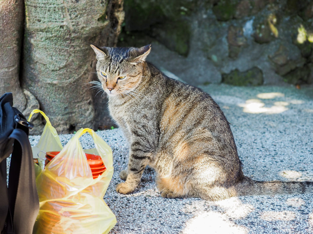 【新北】猴硐貓村半日遊｜貓奴：「難道我來到天堂了嗎？」｜拍貓拍到手軟！｜親子旅遊｜熱門觀光景點