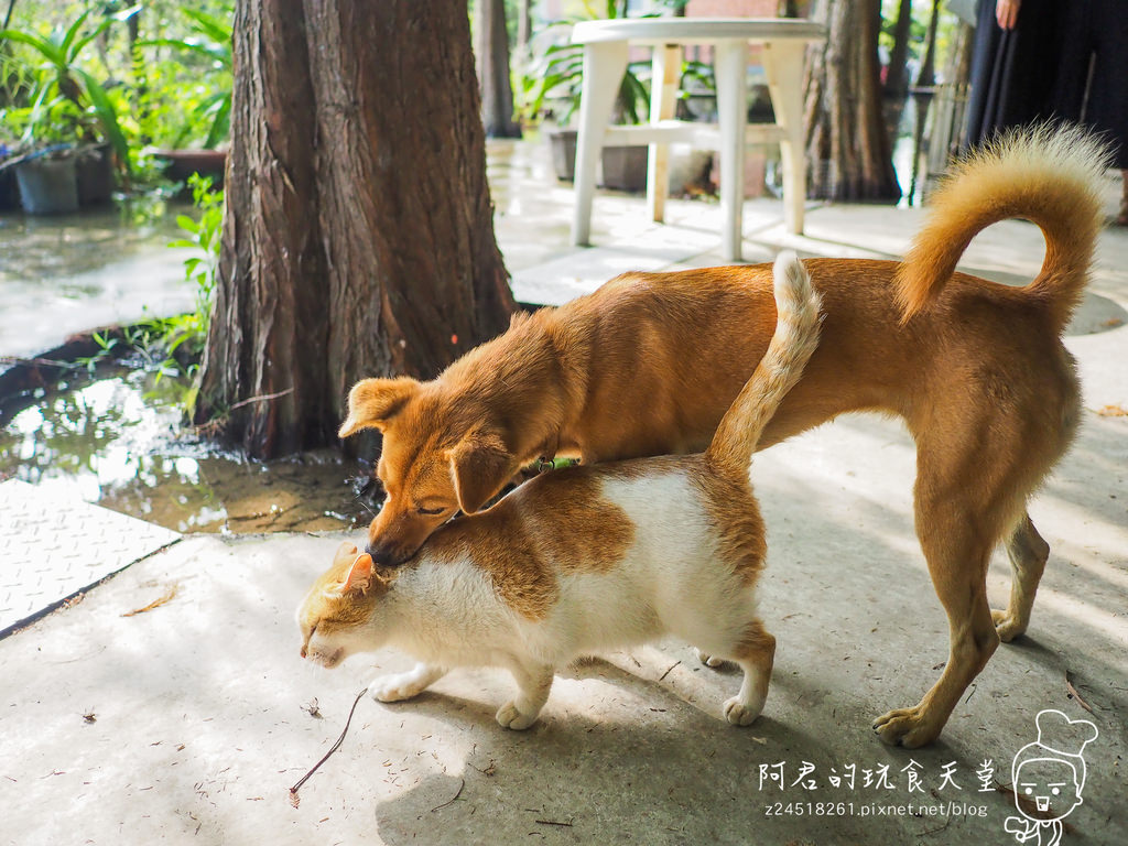 【苗栗】來去鄉下住一晚～和風民宿&食堂｜一泊二食慢活苗栗｜苗栗公館住宿