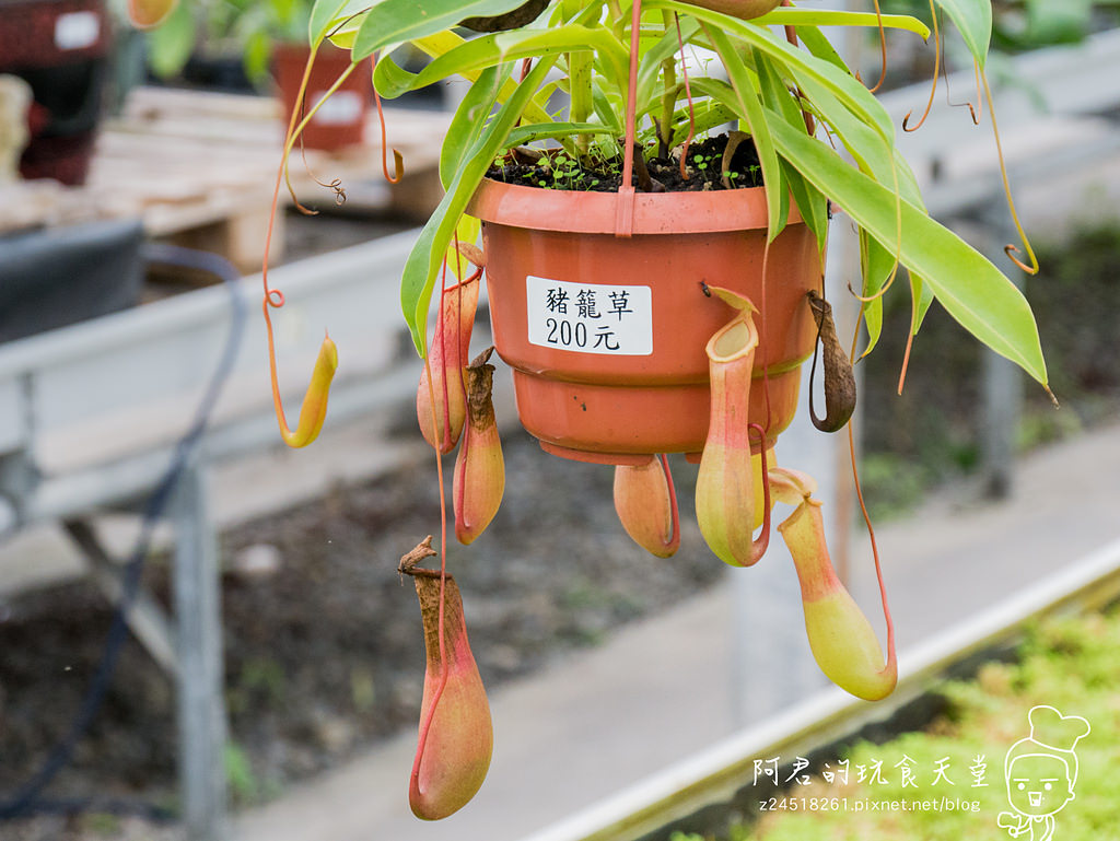 【宜蘭】礁溪鄉金車蘭花園 不幸遇到下雨天的好去處