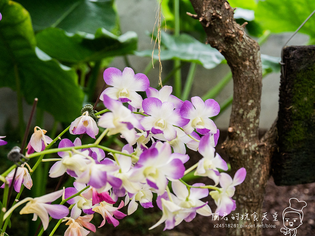 【宜蘭】礁溪鄉金車蘭花園 不幸遇到下雨天的好去處