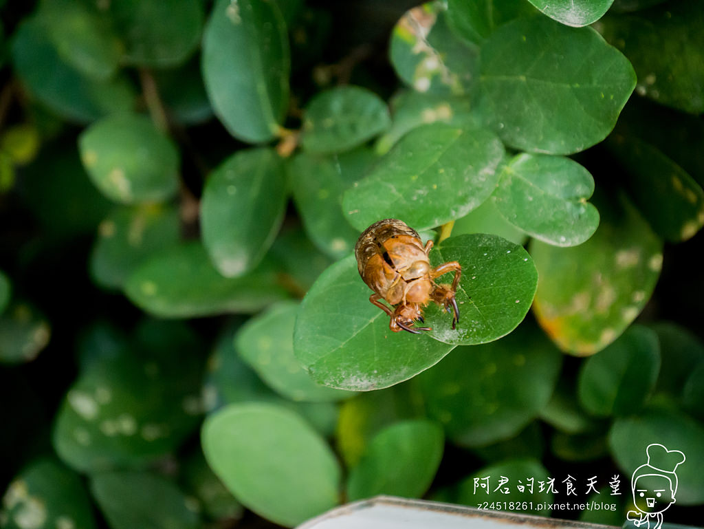 台北淡水美食新北投溫泉一日遊