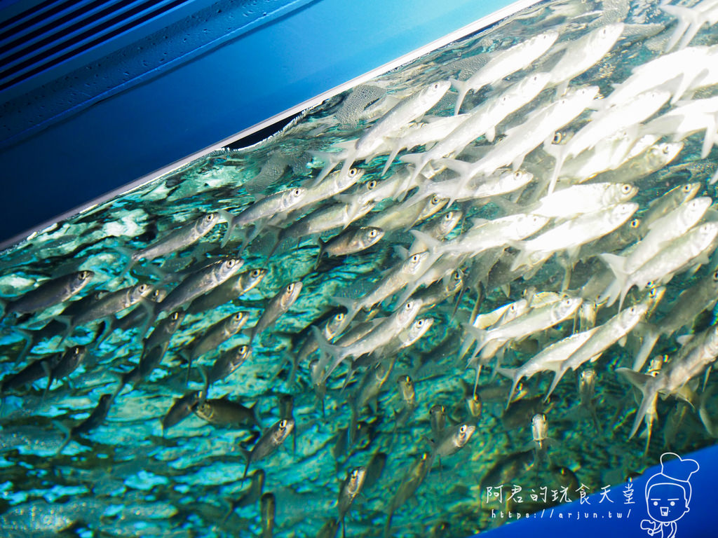 【桃園】Xpark 新都會型水族館｜北部最大水族館｜票價、交通介紹