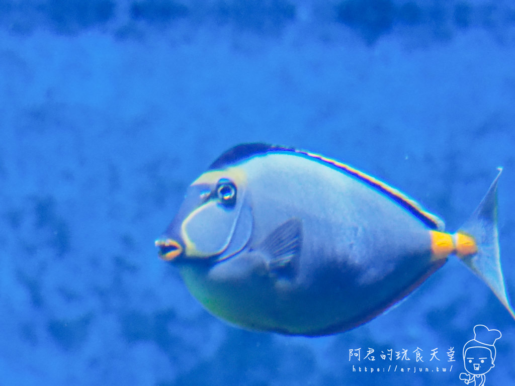 【桃園】Xpark 新都會型水族館｜北部最大水族館｜票價、交通介紹