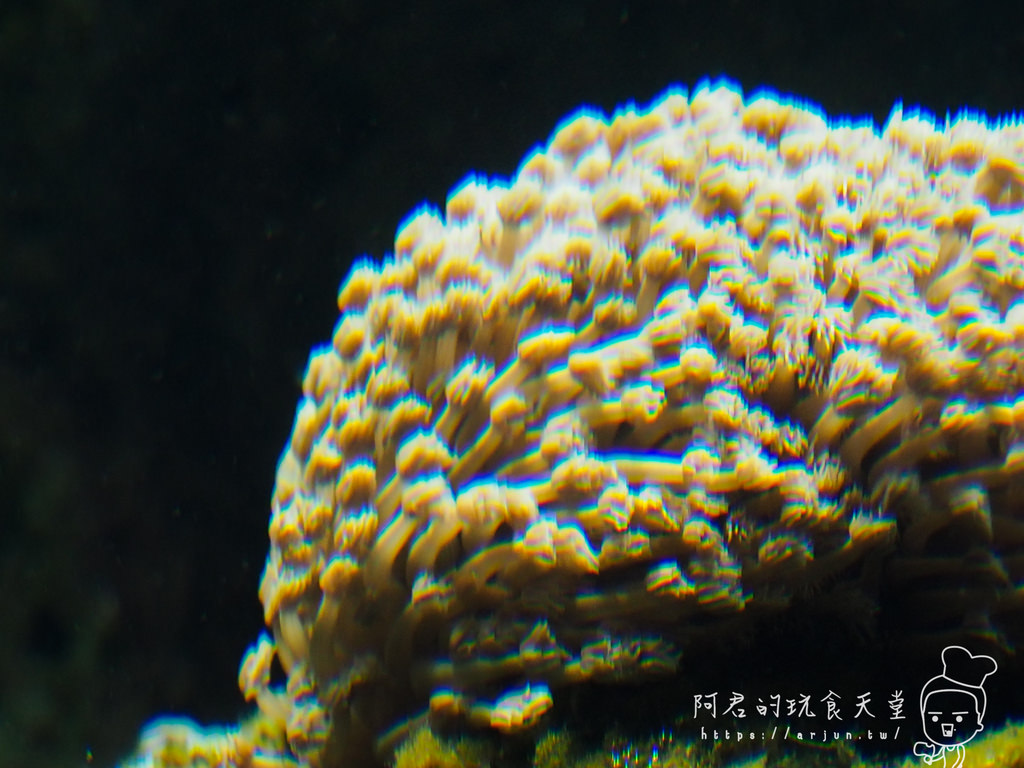 【桃園】Xpark 新都會型水族館｜北部最大水族館｜票價、交通介紹