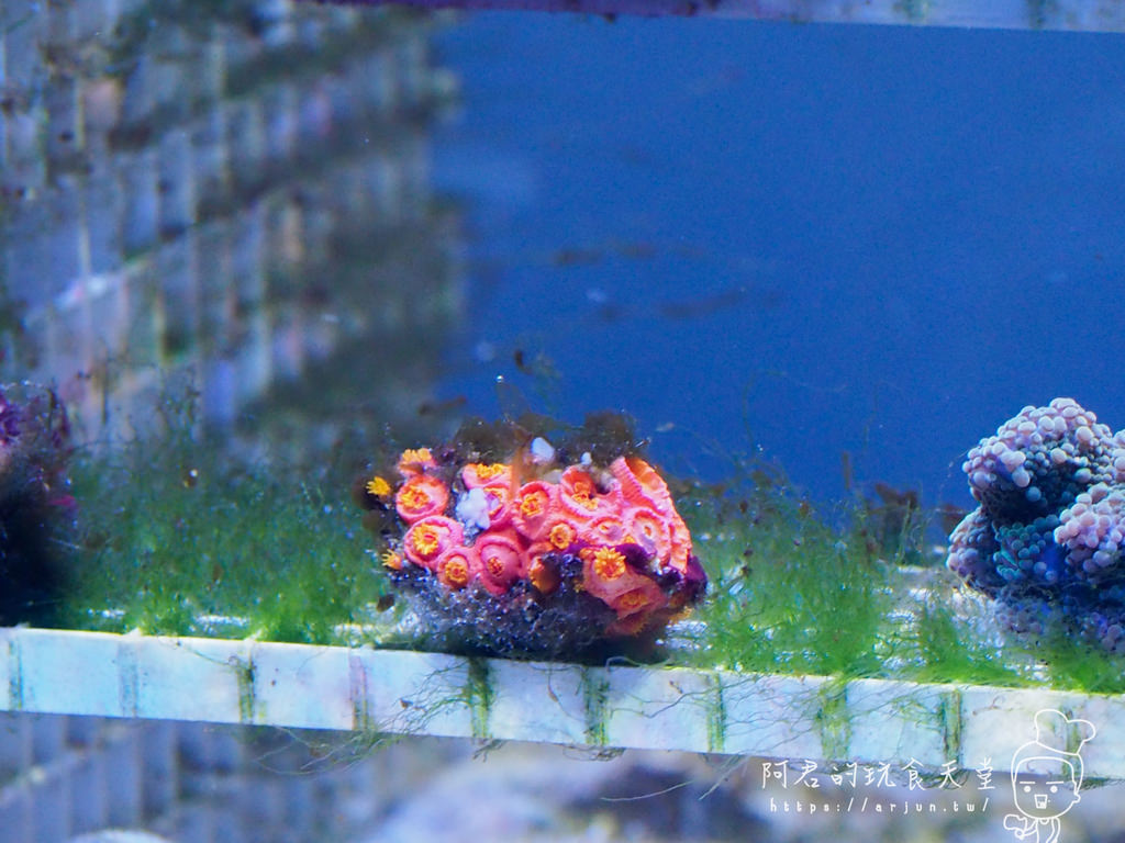 【桃園】Xpark 新都會型水族館｜北部最大水族館｜票價、交通介紹