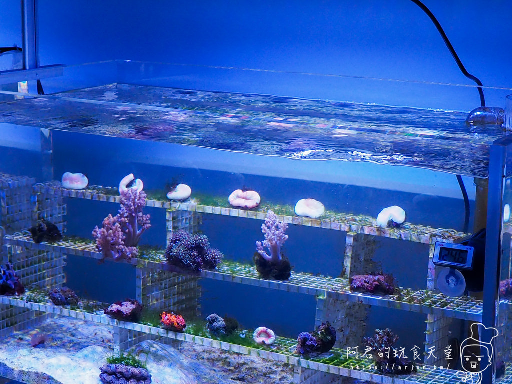 【桃園】Xpark 新都會型水族館｜北部最大水族館｜票價、交通介紹