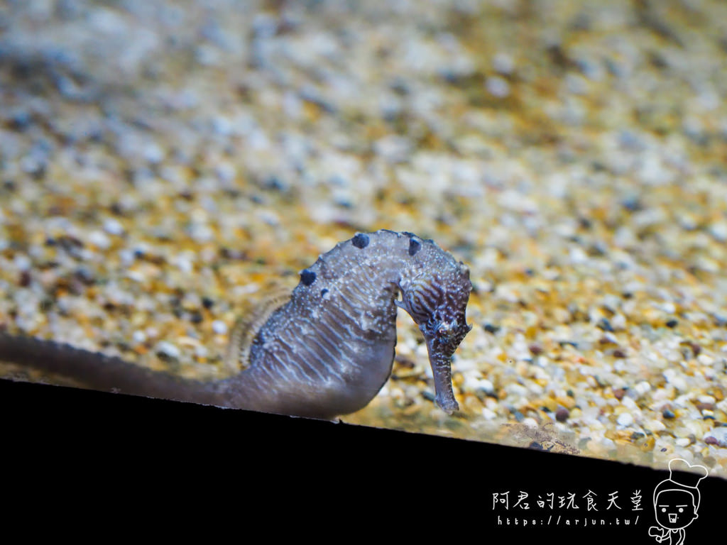 【桃園】Xpark 新都會型水族館｜北部最大水族館｜票價、交通介紹