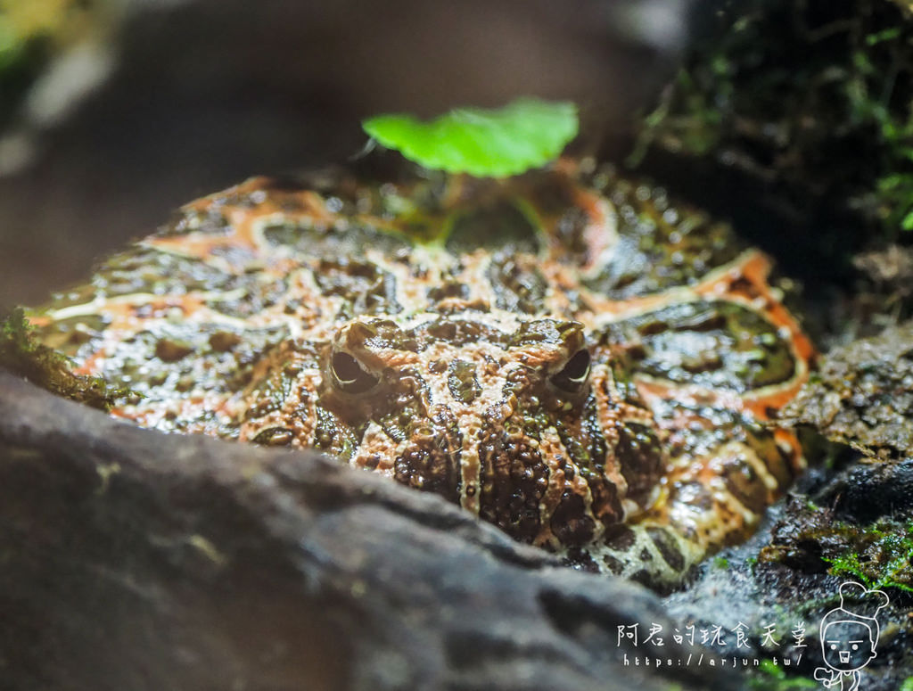 【桃園】Xpark 新都會型水族館｜北部最大水族館｜票價、交通介紹