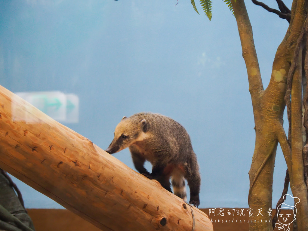 【桃園】Xpark 新都會型水族館｜北部最大水族館｜票價、交通介紹