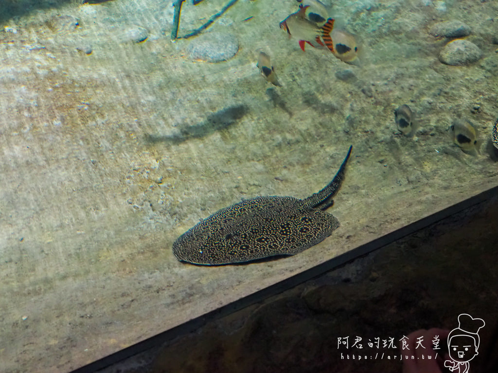 【桃園】Xpark 新都會型水族館｜北部最大水族館｜票價、交通介紹