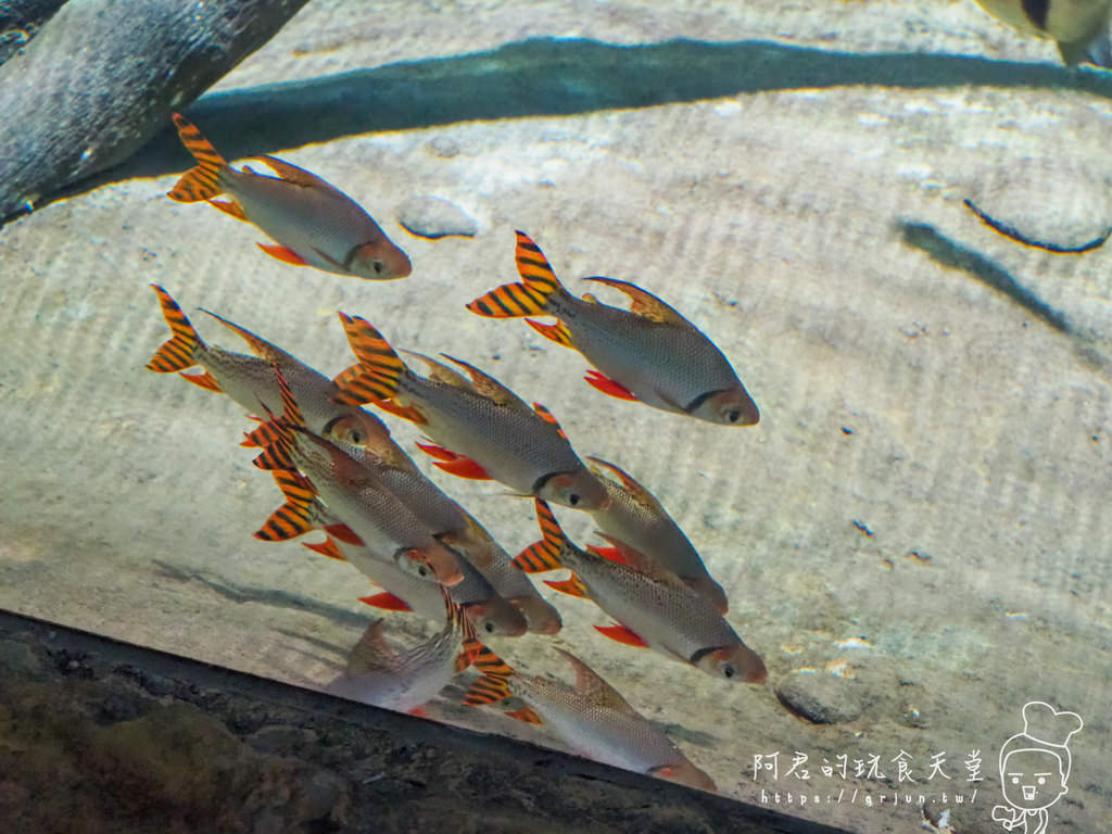 【桃園】Xpark 新都會型水族館｜北部最大水族館｜票價、交通介紹