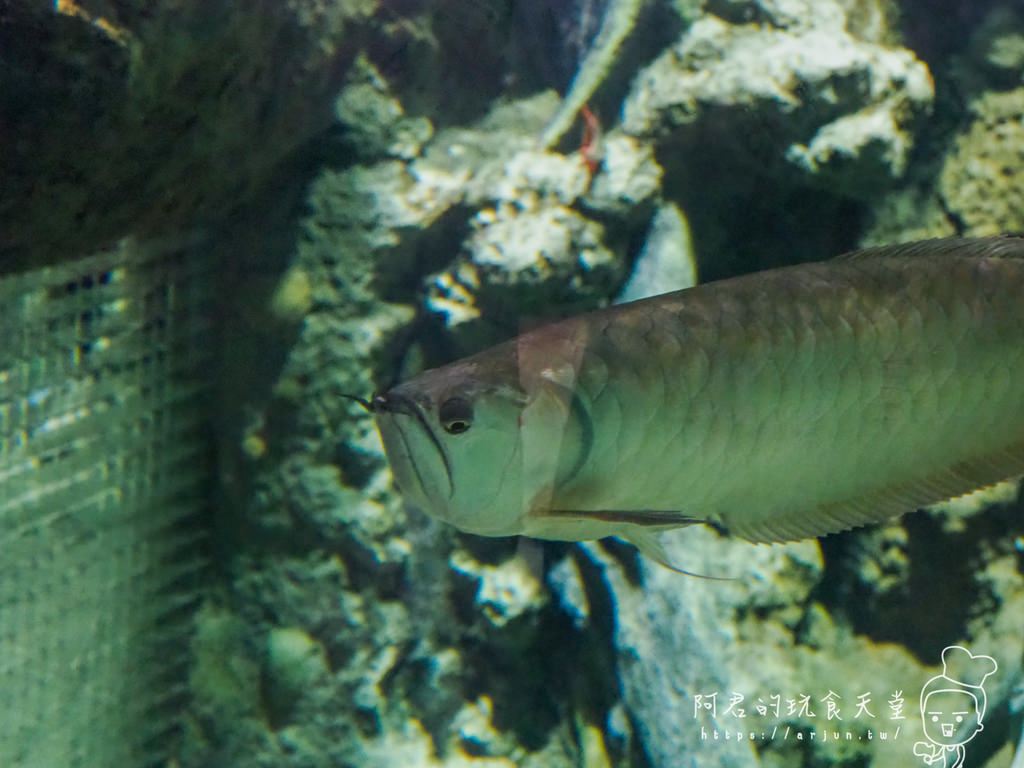 【桃園】Xpark 新都會型水族館｜北部最大水族館｜票價、交通介紹