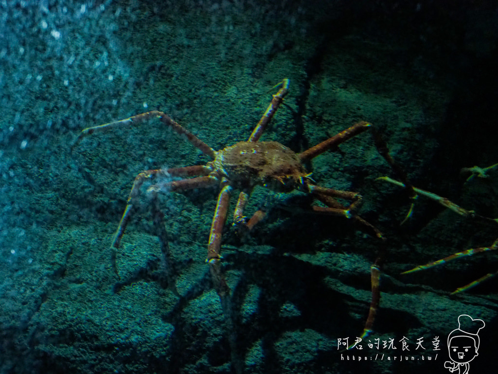 【桃園】Xpark 新都會型水族館｜北部最大水族館｜票價、交通介紹