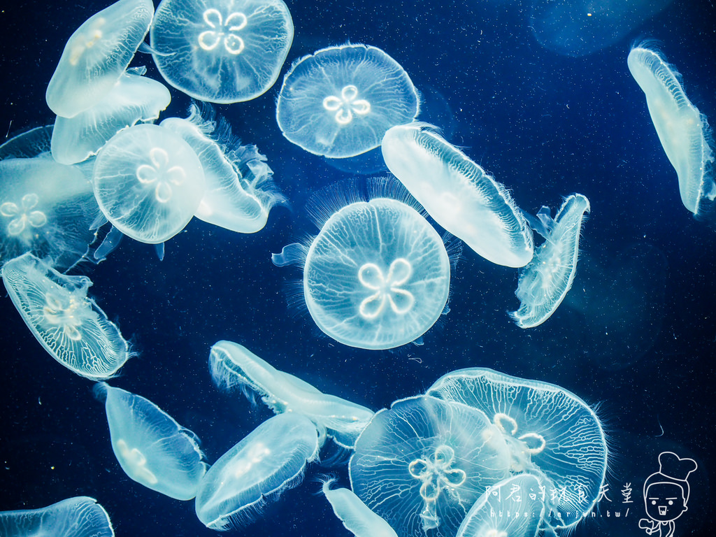 【桃園】Xpark 新都會型水族館｜北部最大水族館｜票價、交通介紹