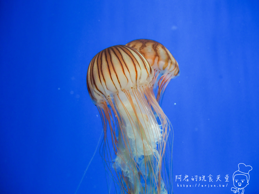 【桃園】Xpark 新都會型水族館｜北部最大水族館｜票價、交通介紹