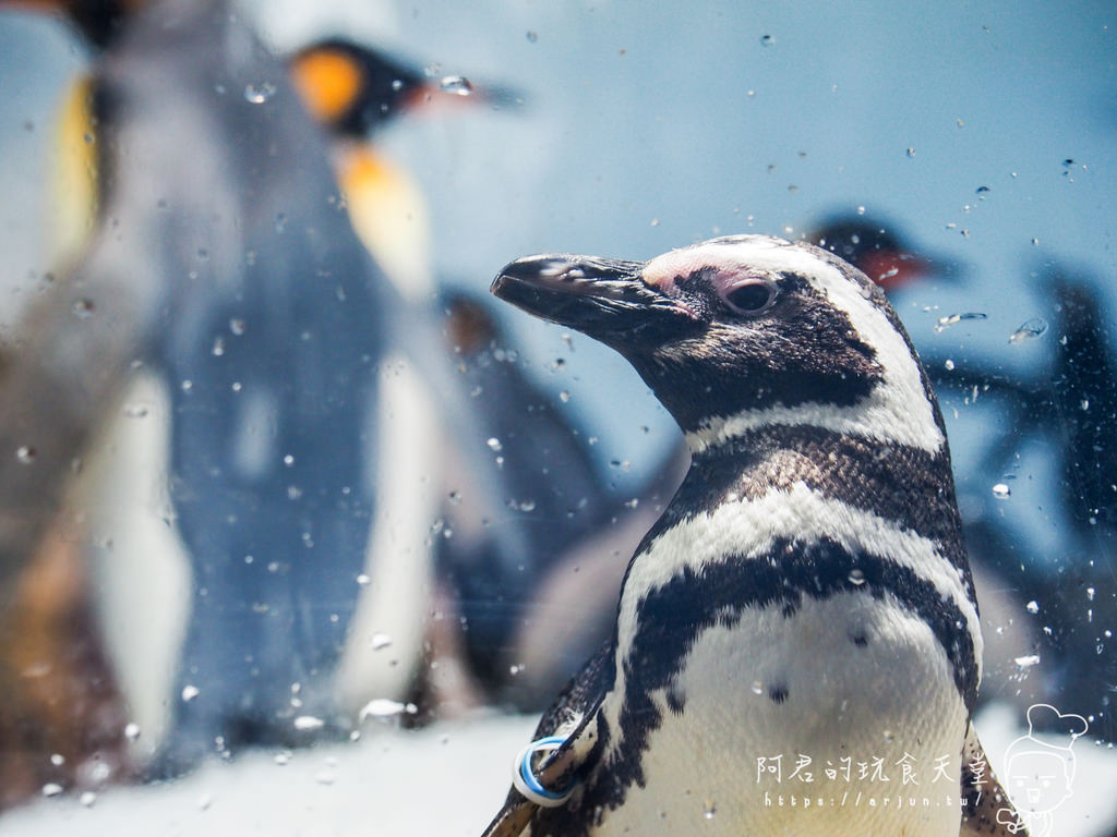 【桃園】Xpark 新都會型水族館｜北部最大水族館｜票價、交通介紹