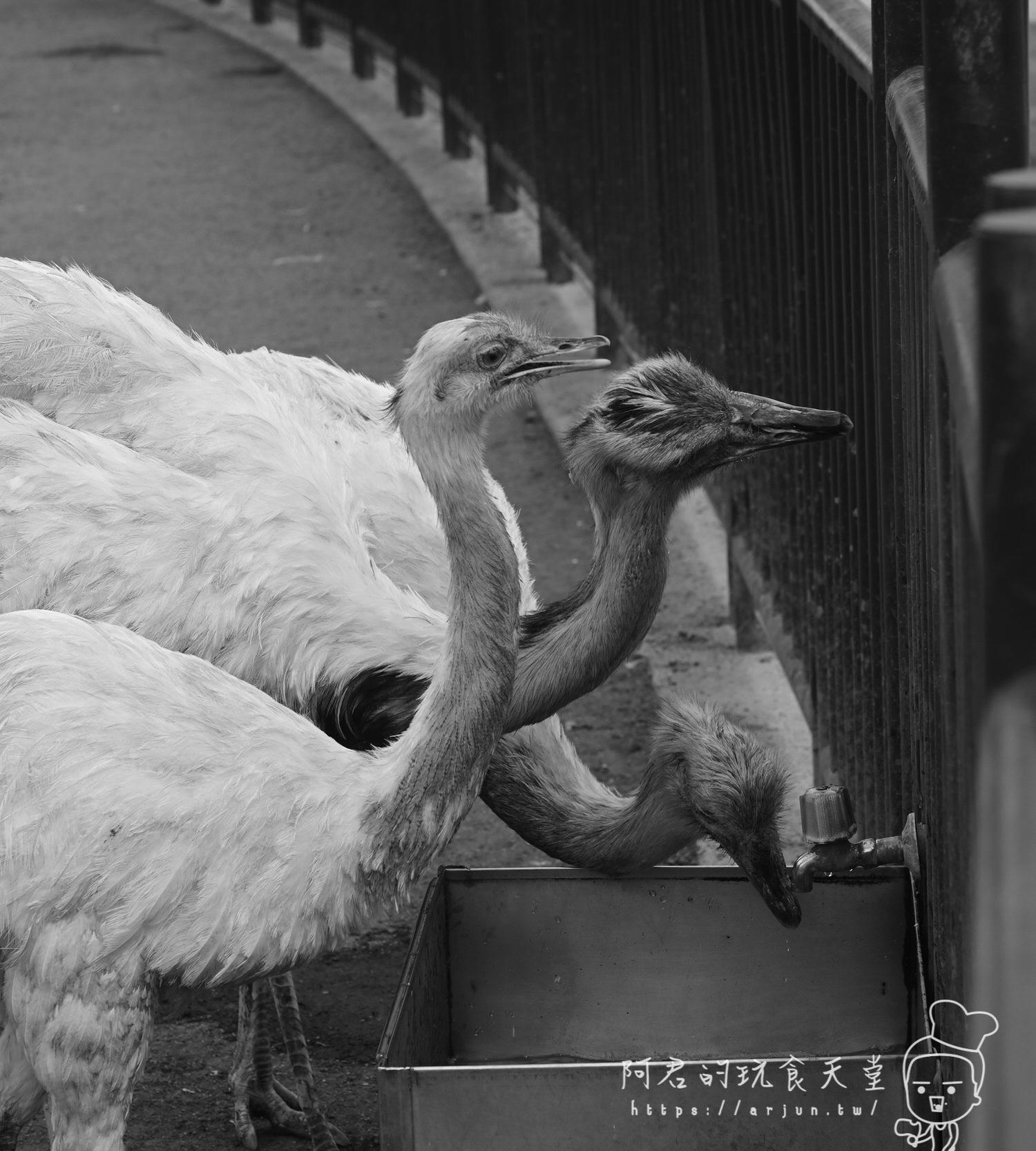 南投親子旅遊推薦！九九峰動物樂園，門票優惠、交通、周邊必玩景點一次看