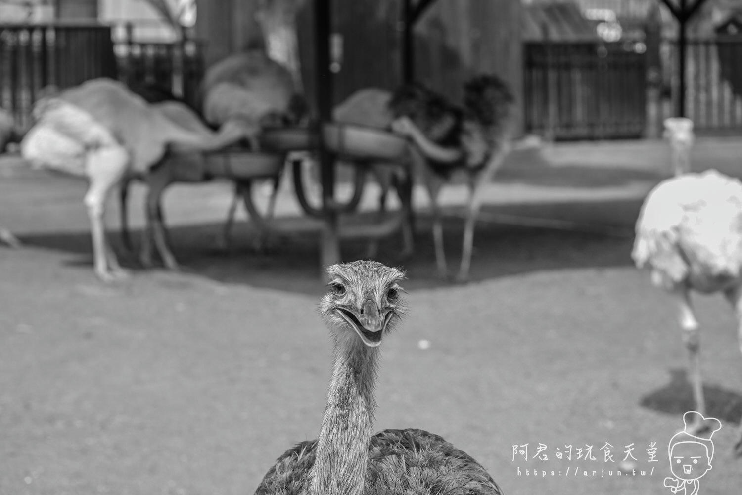 南投親子旅遊推薦！九九峰動物樂園，門票優惠、交通、周邊必玩景點一次看