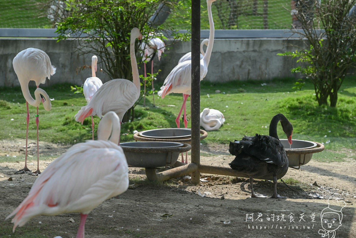 南投親子旅遊推薦！九九峰動物樂園，門票優惠、交通、周邊必玩景點一次看