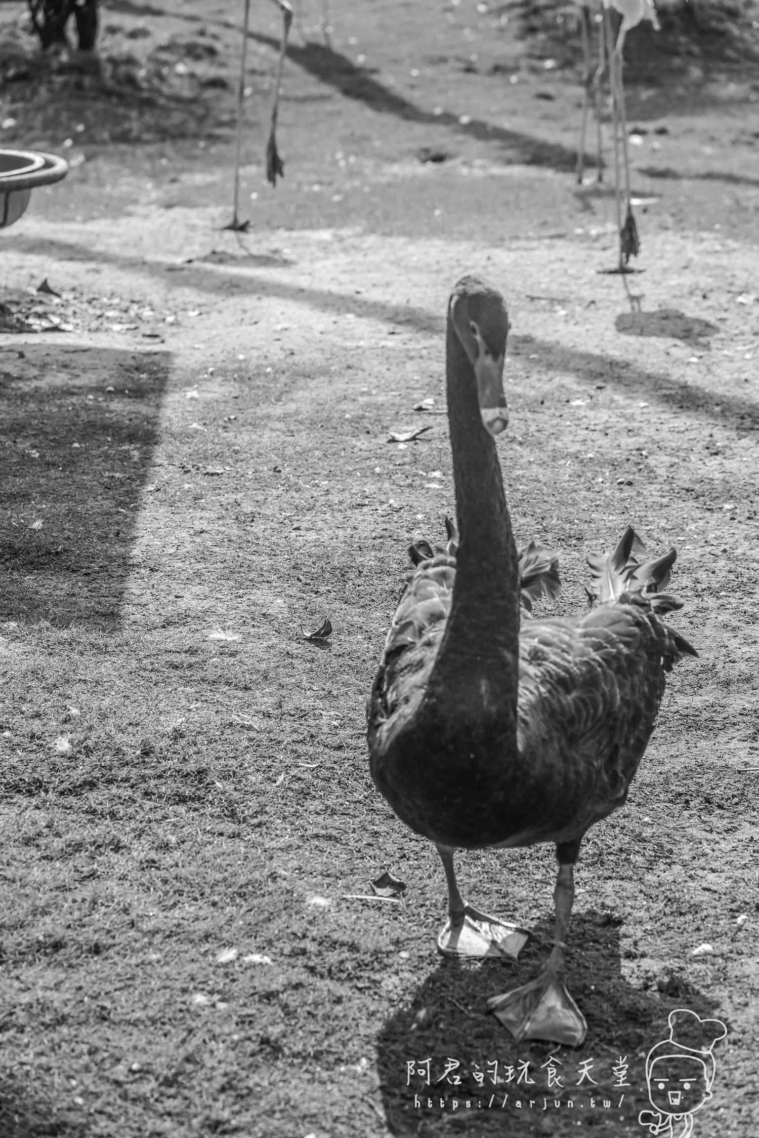 南投親子旅遊推薦！九九峰動物樂園，門票優惠、交通、周邊必玩景點一次看