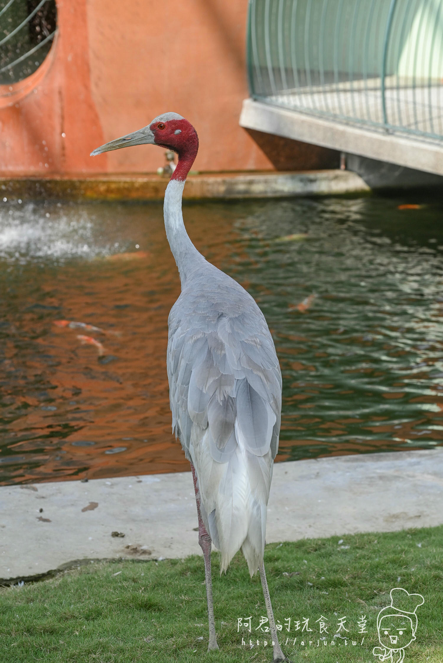 南投親子旅遊推薦！九九峰動物樂園，門票優惠、交通、周邊必玩景點一次看