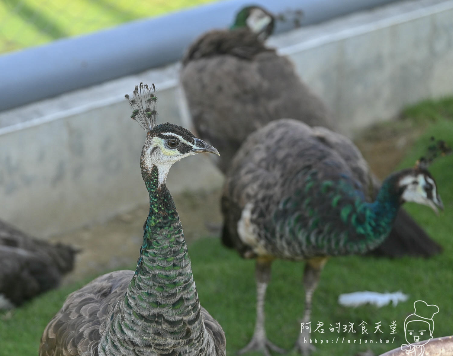 南投親子旅遊推薦！九九峰動物樂園，門票優惠、交通、周邊必玩景點一次看