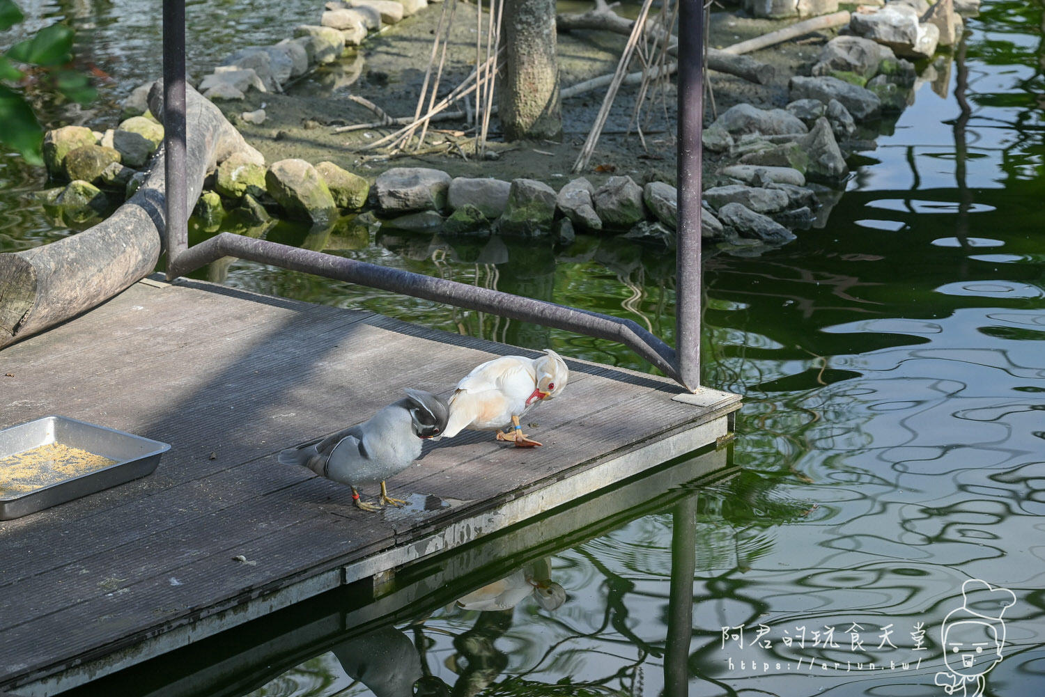 南投親子旅遊推薦！九九峰動物樂園，門票優惠、交通、周邊必玩景點一次看