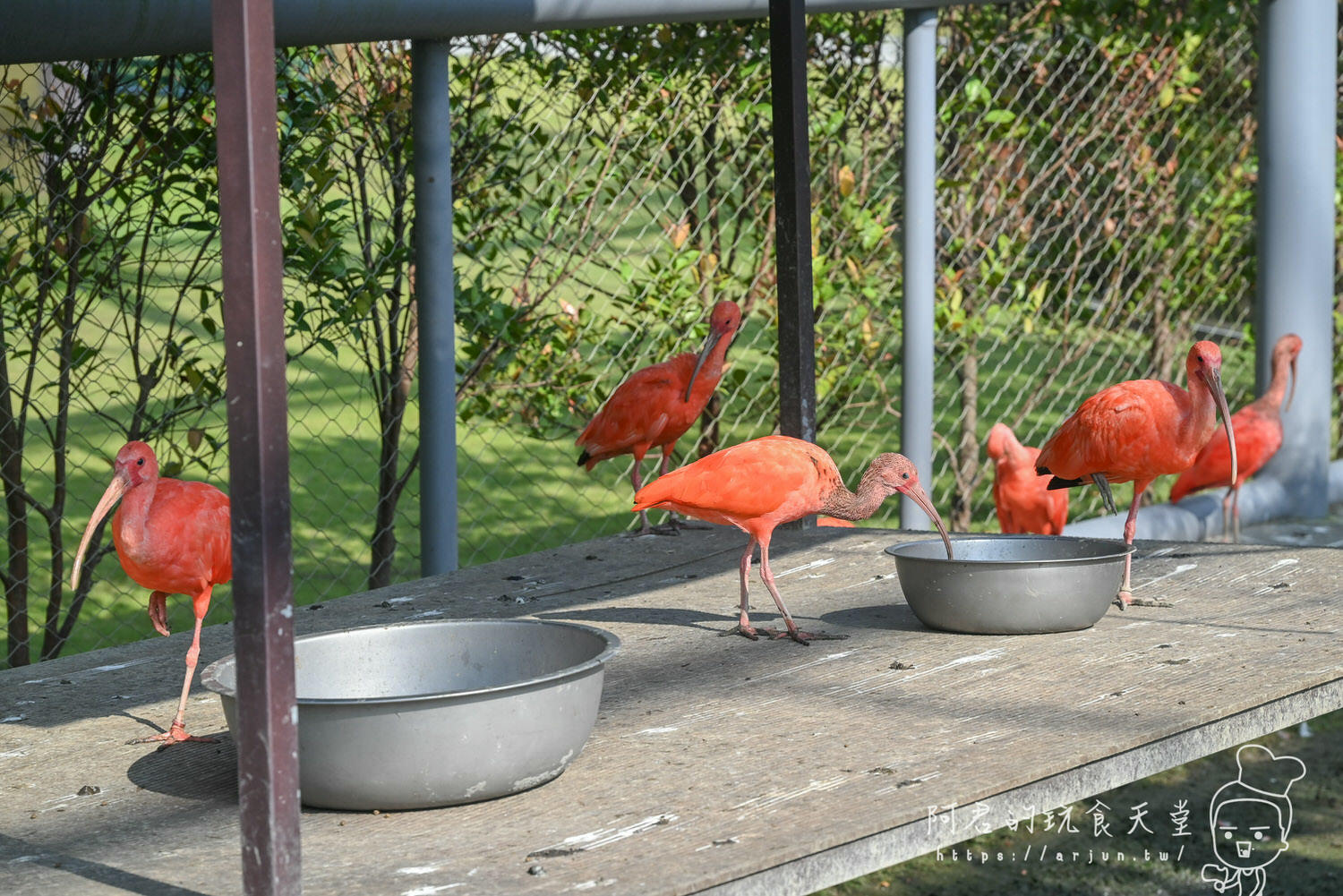 南投親子旅遊推薦！九九峰動物樂園，門票優惠、交通、周邊必玩景點一次看