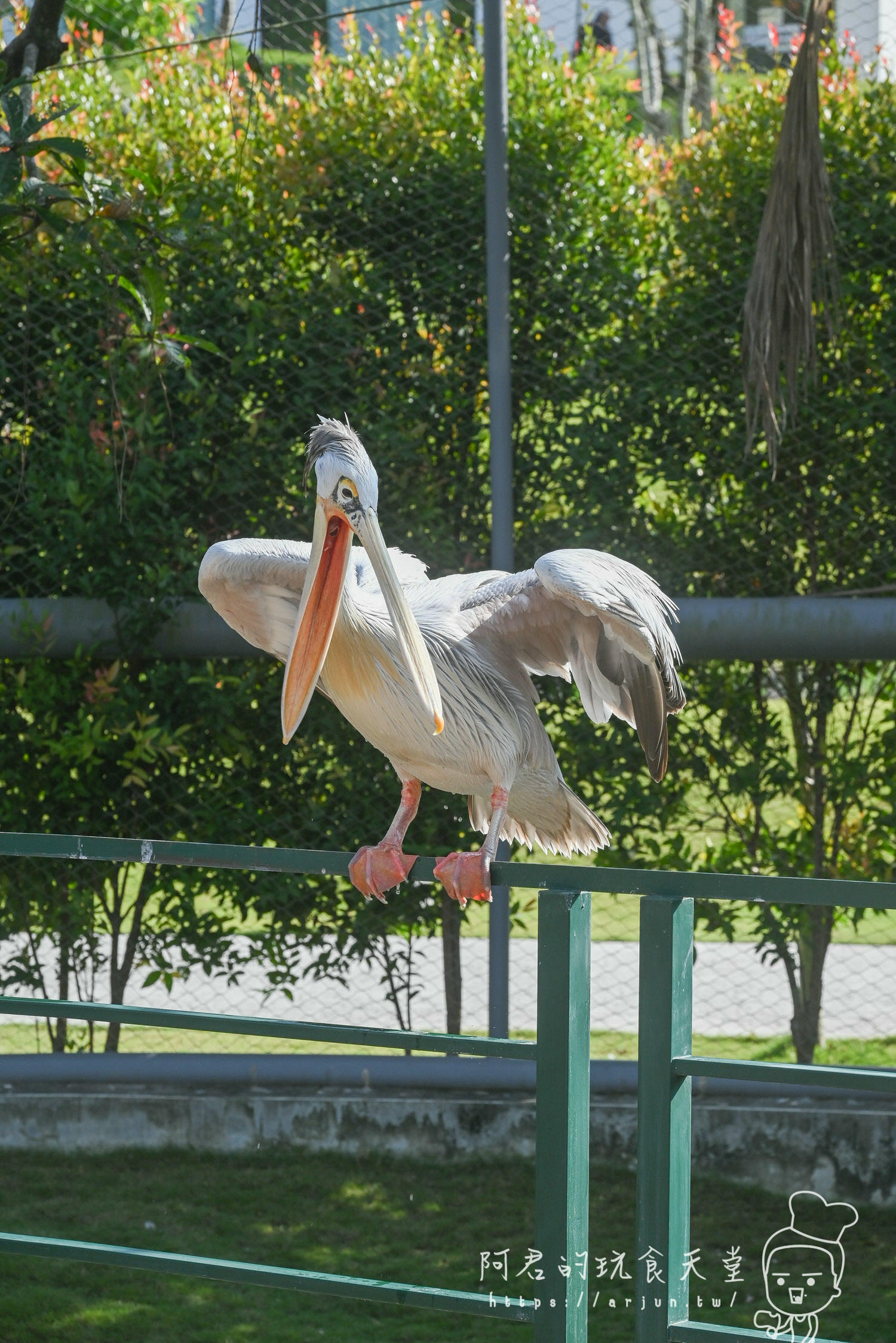 南投親子旅遊推薦！九九峰動物樂園，門票優惠、交通、周邊必玩景點一次看