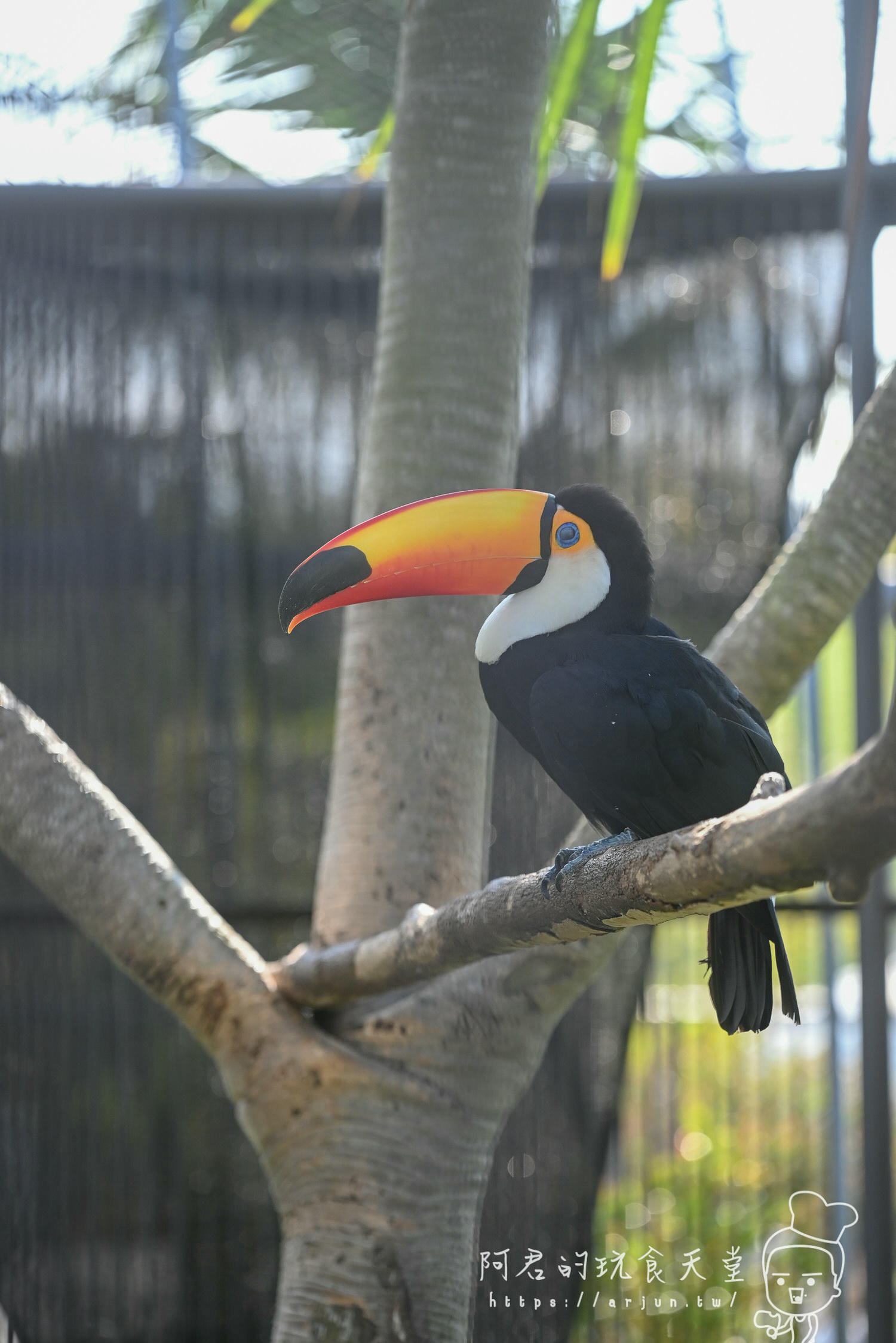 南投親子旅遊推薦！九九峰動物樂園，門票優惠、交通、周邊必玩景點一次看