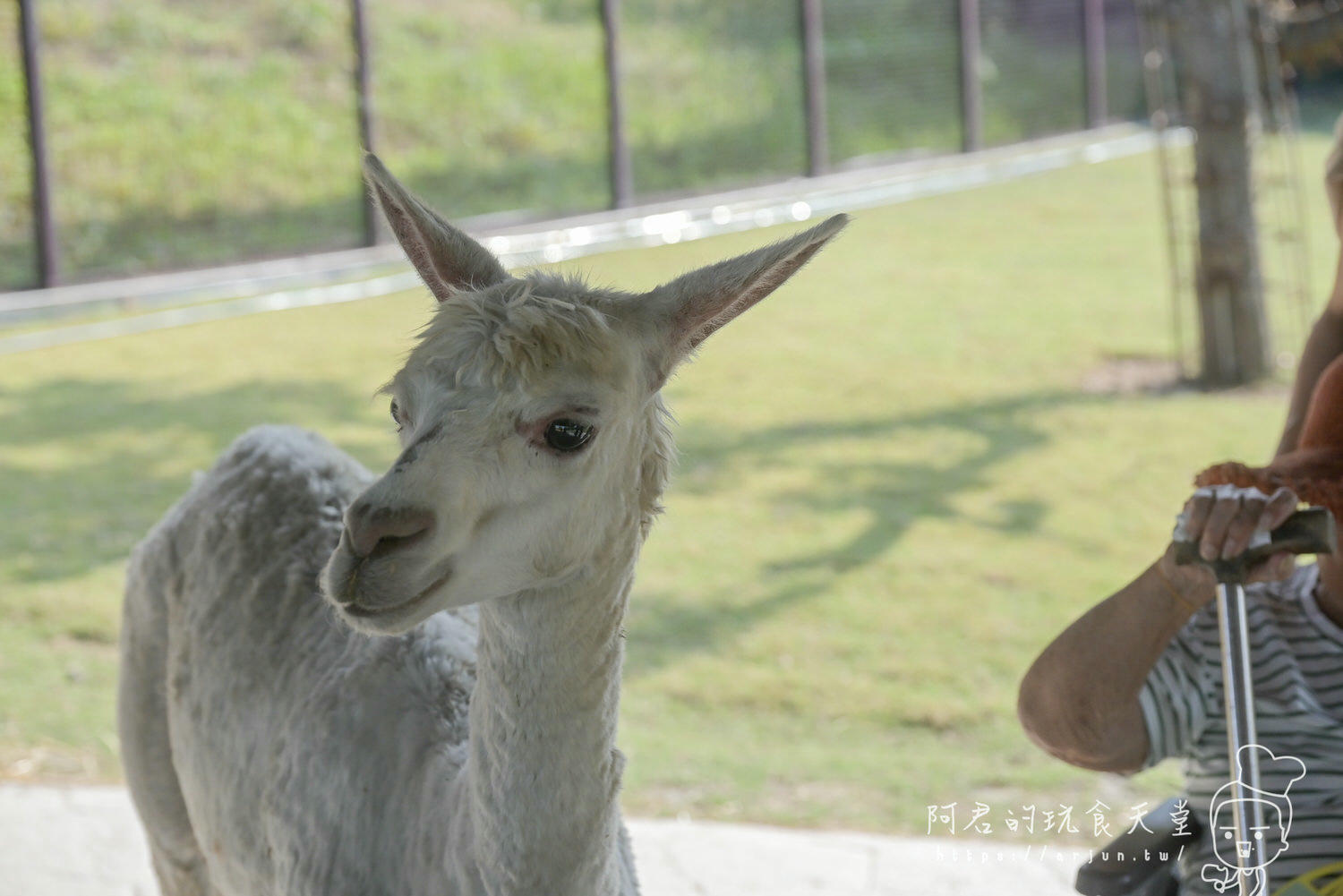 南投親子旅遊推薦！九九峰動物樂園，門票優惠、交通、周邊必玩景點一次看