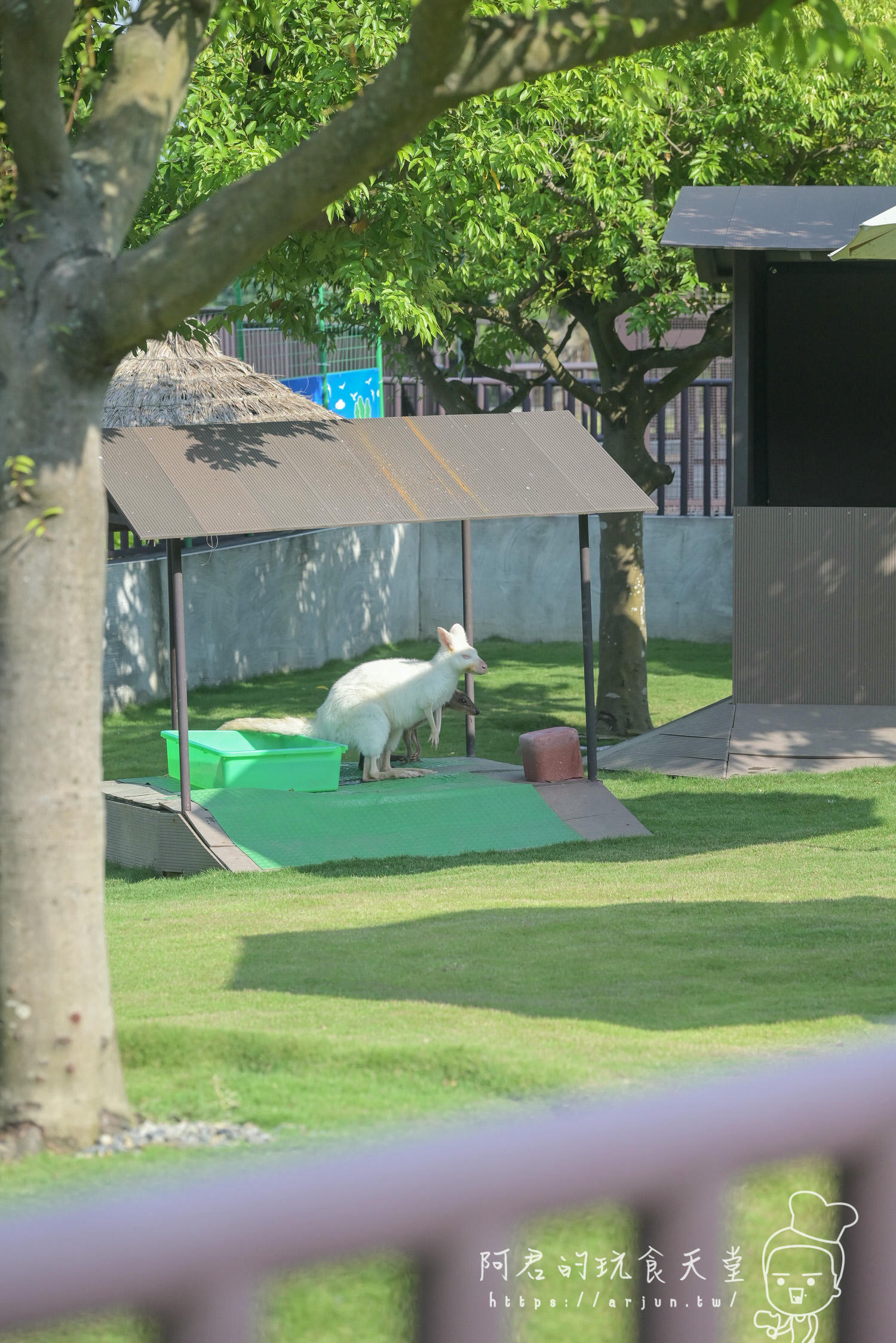 南投親子旅遊推薦！九九峰動物樂園，門票優惠、交通、周邊必玩景點一次看