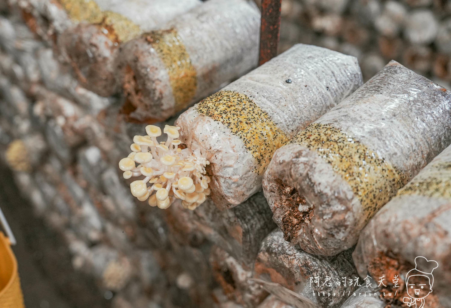 南投親子景點推薦！豐年靈芝菇類生態農場農場，免門票、採菇趣、DIY體驗、菇菇火鍋｜交通、門票、美食資訊一次整理