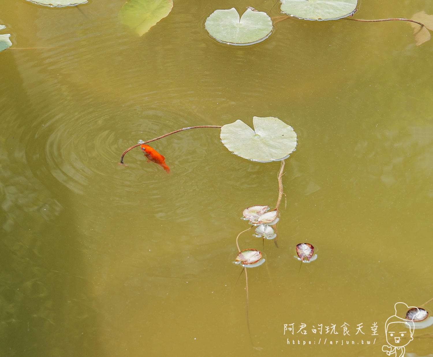 【南投】無所從來蔬食文創館｜埔里必吃蔬食餐廳，顛覆你對素食的想象(菜單)