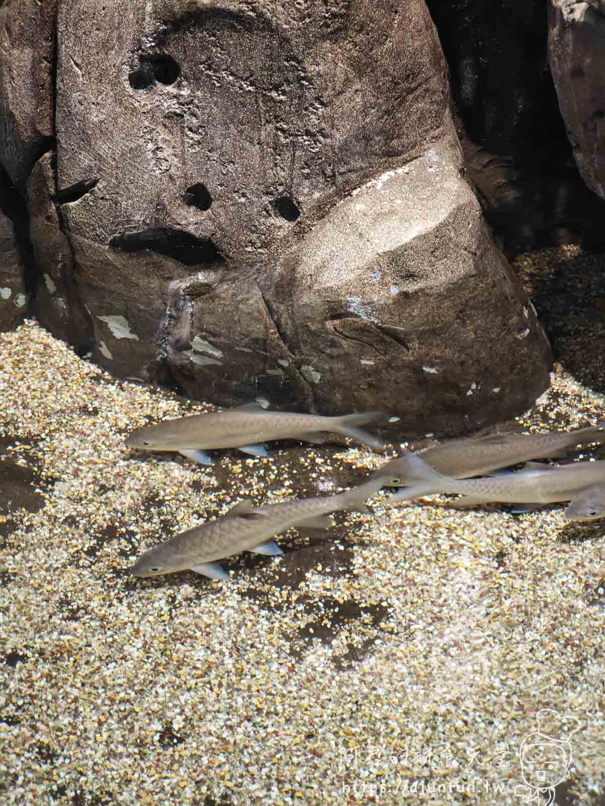【沖繩水族館】DMM Kariyushi水族館好玩嗎?門票、交通、必看重點 - 第5張圖