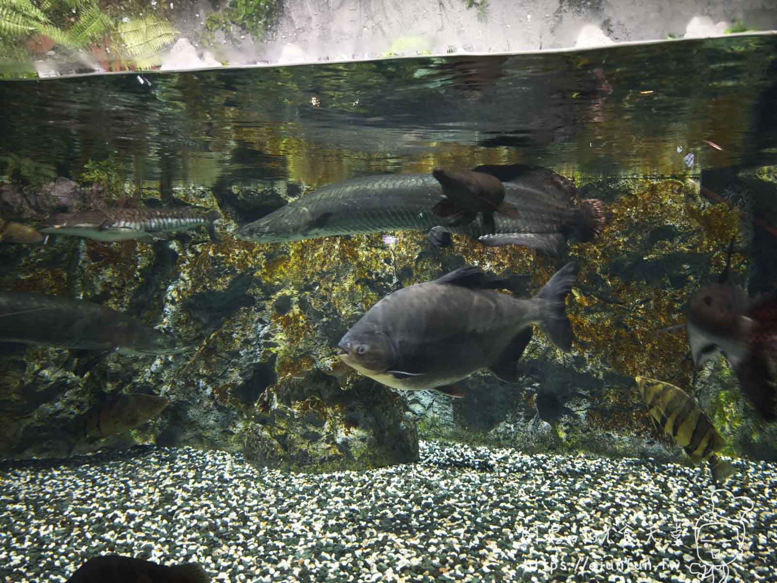【沖繩水族館】DMM Kariyushi水族館好玩嗎?門票、交通、必看重點 - 第11張圖