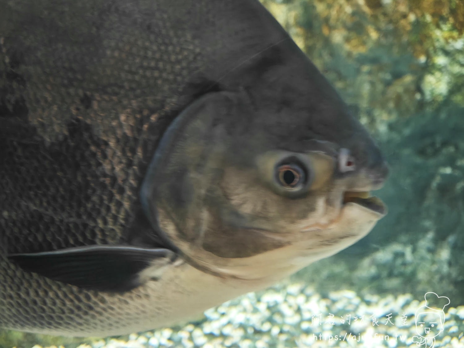 【沖繩水族館】DMM Kariyushi水族館好玩嗎?門票、交通、必看重點 - 第10張圖
