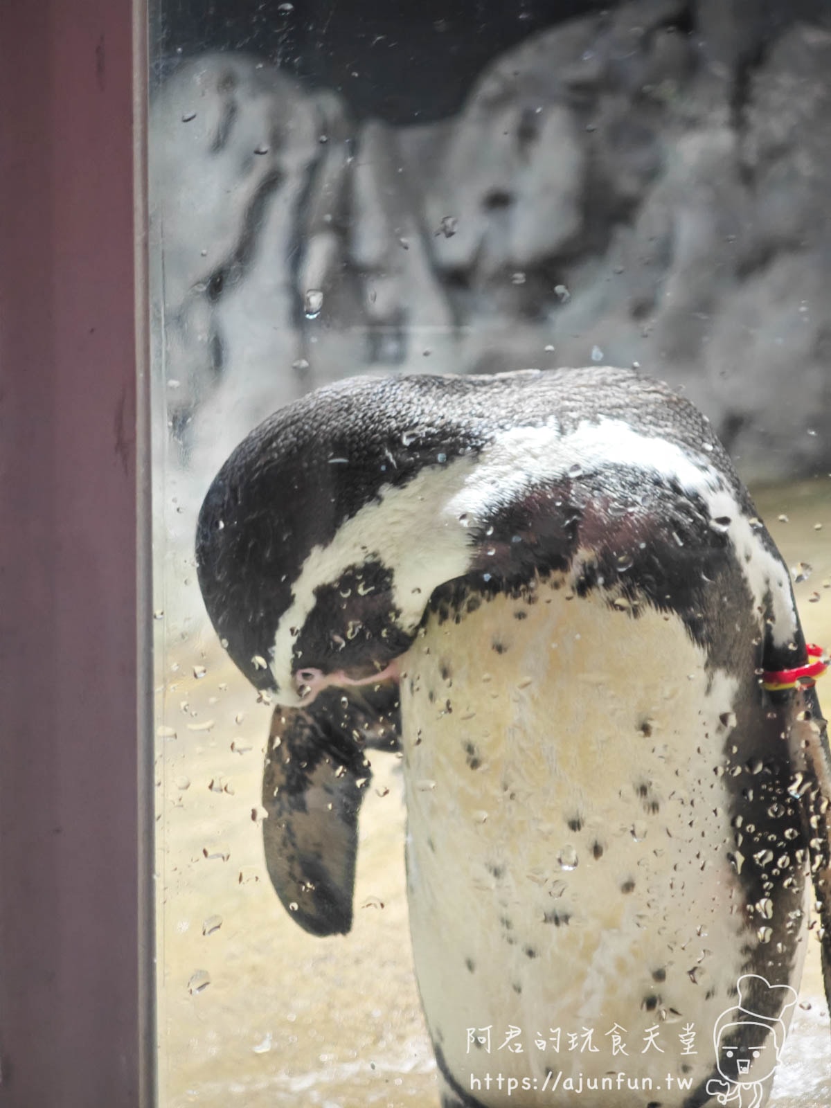 【沖繩水族館】DMM Kariyushi水族館好玩嗎?門票、交通、必看重點 - 第21張圖