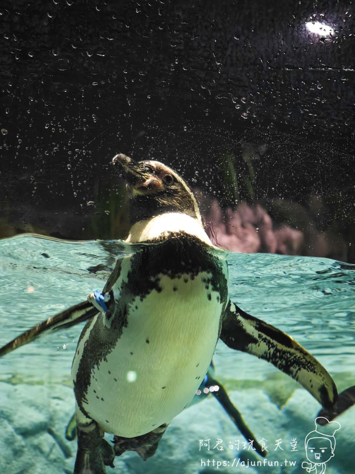 【沖繩水族館】DMM Kariyushi水族館好玩嗎?門票、交通、必看重點 - 第26張圖