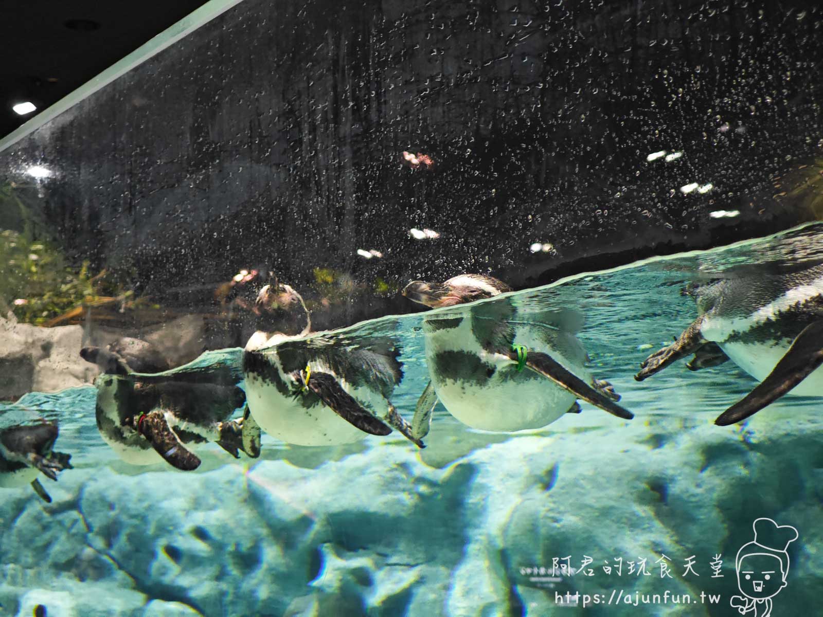 【沖繩水族館】DMM Kariyushi水族館好玩嗎?門票、交通、必看重點 - 第23張圖