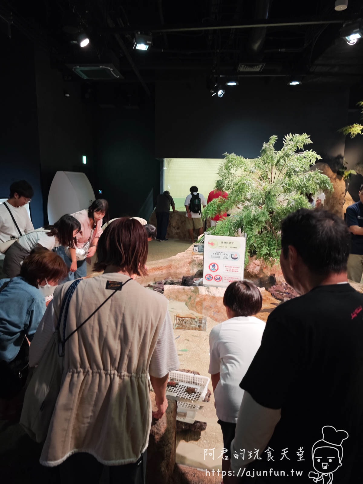 【沖繩水族館】DMM Kariyushi水族館好玩嗎?門票、交通、必看重點 - 第28張圖