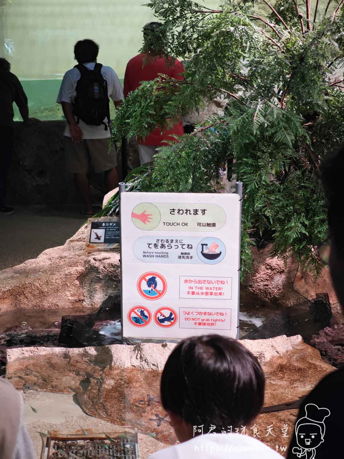 【沖繩水族館】DMM Kariyushi水族館好玩嗎?門票、交通、必看重點 - 第29張圖