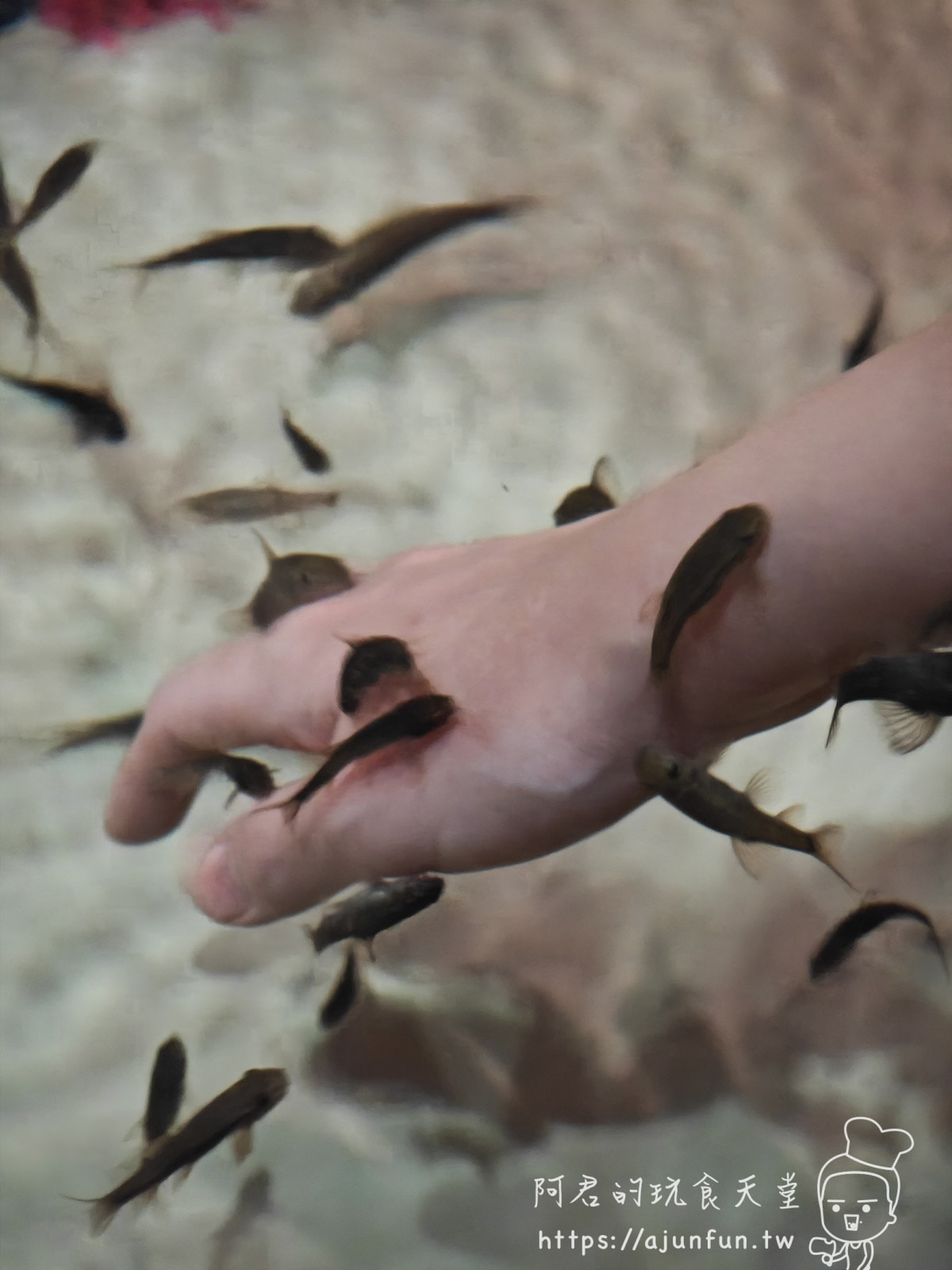 【沖繩水族館】DMM Kariyushi水族館好玩嗎?門票、交通、必看重點 - 第32張圖